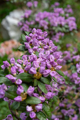 Obraz premium Kwiaty fioletowe, rododendron hybridum lanvendula