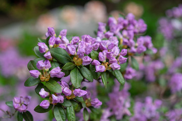 Purple flowers, rhododendron hybridum lanvendula