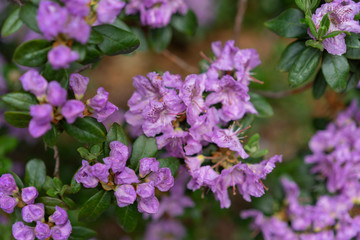 Purple flowers, rhododendron hybridum lanvendula
