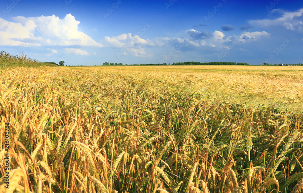 Wall mural wheat field against a blue sky