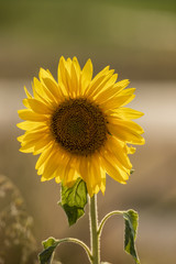 Fototapeta premium Sunflower