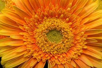 Subtle orange gerbera flowers on black background