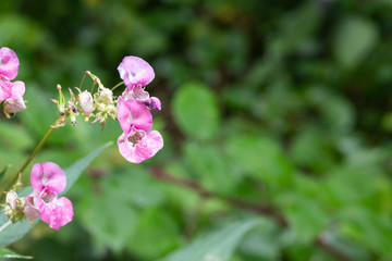 Indisches Springkraut