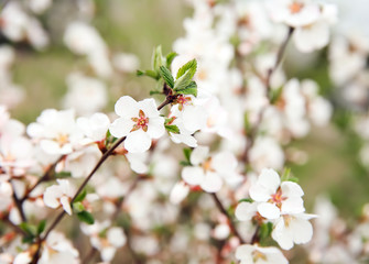 Branches with blooming flowers on blurred background