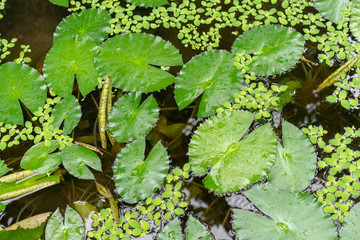 water lily leaf in pond