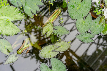 water lily leaf in pond