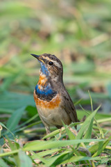 Fototapeta premium Male Bluethroats from Alaska, Bluethroat is one of the handful of birds that breed in North America and winter in Asia.