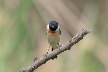 Siberian stonechat or Asian stonechat is a recently validated species of the Old World flycatcher family. It breeds in temperate Asia and easternmost Europe and winters in the Old World tropics.