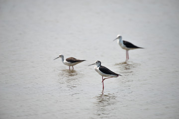 Black-winged stilt have long pink legs, breeding habitat of all these stilts is marshes, shallow lakes and ponds. Some populations are migratory and move to the ocean coasts in winter