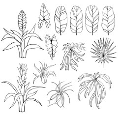 Hand drawn tropical plants. Leaves and flowers. Vector sketch illustration