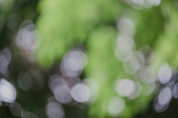 abstract,bokeh leaf pattern nature green background.