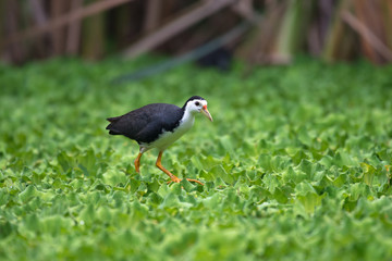 white-breasted waterhen  is a waterbird of the rail and crake family. They are dark slaty birds with a clean white face, breast and belly.