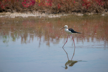 Black-winged stilt have long pink legs, breeding habitat of all these stilts is marshes, shallow lakes and ponds. 