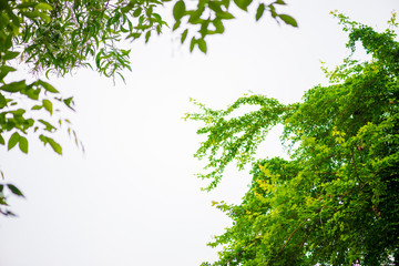 abstract,bokeh leaf pattern nature green background.