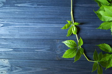 Green leaves of wild grape on a dark blue wooden background.