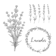 Set of lavender flowers elements. Collection of lavender wreaths, bouquets and branches on a white background. Vector Botanical illustration bundle. © Kotkoa