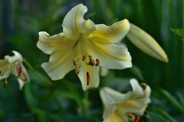 Naklejka premium Flowers of the White Lily with buds and green leaves bloom in the garden