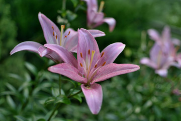 Flowers of pink lilies with green leaves bloom in the garden