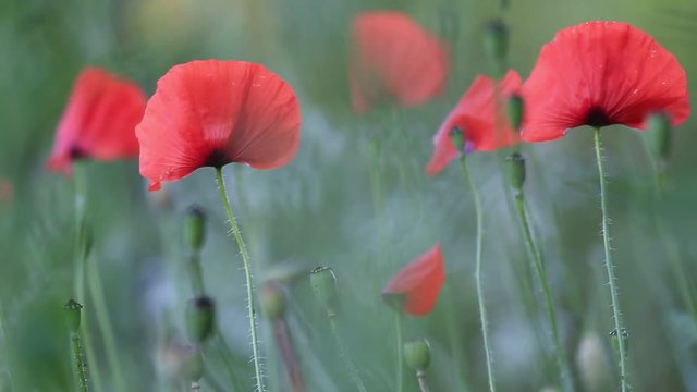 Red poppies field in summer, Remembrance Day symbol