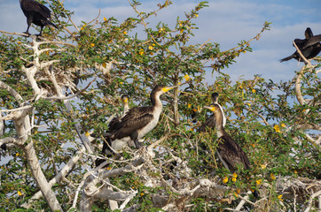Fototapeta premium Cormorants. Nest in colonies around the shore, on trees. Coastal birds. Nature and travel. Ethiopia, Rift Valley lakes, freshwater Lake Zway or Lake Ziway