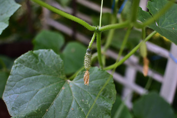 Cucumbers grow in the garden