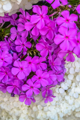 Beautiful photo of lush bunch of small white flowers