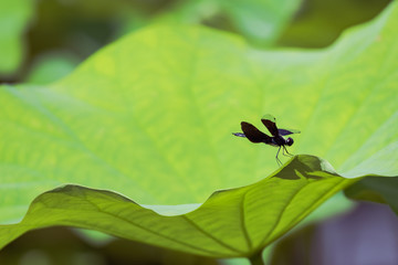 Fototapeta premium 蓮の葉とトンボ