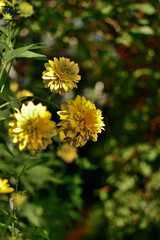 Flowers golden balls Rudbeckia laciniata