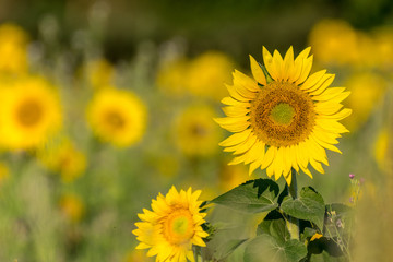 Sonnenblume