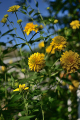 Flowers golden balls Rudbeckia laciniata against the blue sky