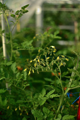 Tomato grows in a greenhouse