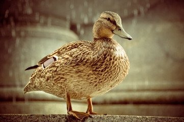 Duck on the fountain
