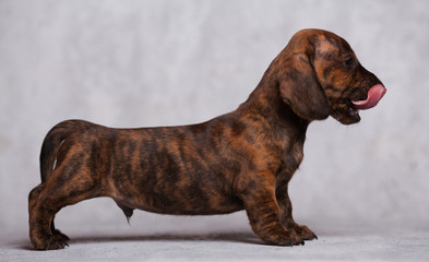 cute puppy Dachshund on a gray background in the Studio tiger color