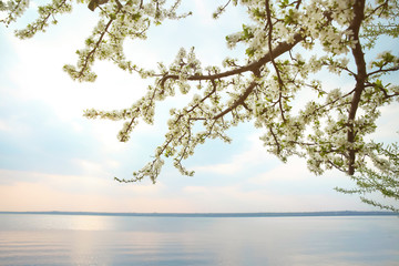 Tree with blooming flowers near river