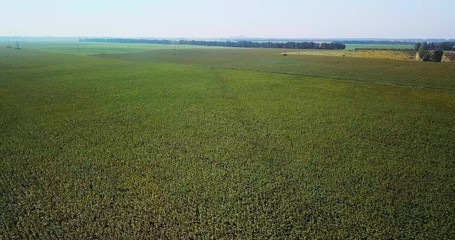 Aerial view of flowering  sunflowers field.
