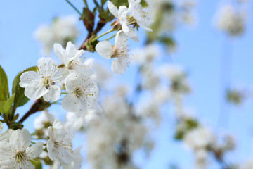 Branch of beautiful blossoming tree on sunny day