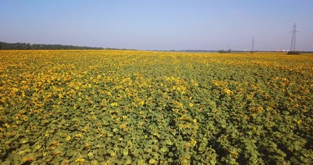 Aerial view of flowering  sunflowers field.
