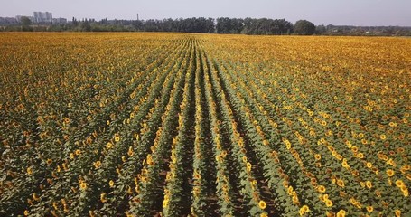 Aerial view of flowering  sunflowers field.
