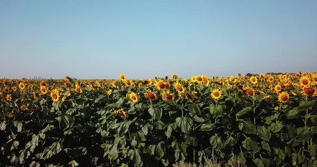 Aerial view of flowering  sunflowers field.
