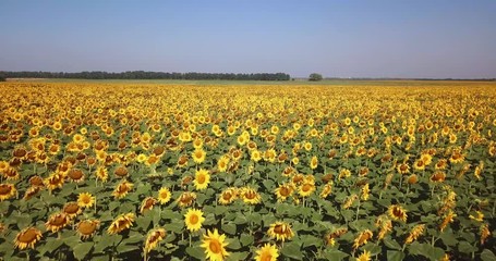 Aerial view of flowering  sunflowers field.
