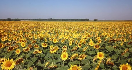 Aerial view of flowering  sunflowers field.
