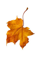 Autumn maple branch with leaves  isolated on background