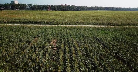 Aerial view of the field of corn.
