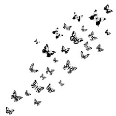 Obraz na płótnie Canvas vector, isolated, silhouette of a butterfly flying, postcard