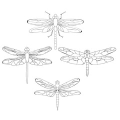 sketch of dragonfly, set