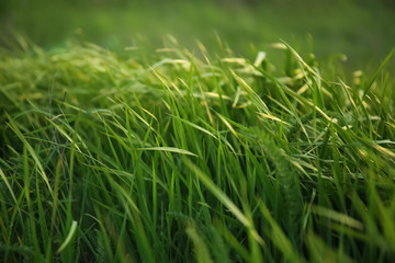 Obraz premium Bujna zielona trawa w wiosenny dzień