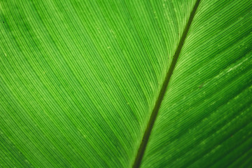 Green leaf background

