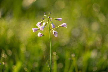 Fototapeta na wymiar Wild flower in grass