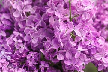 Beautiful blossoming lilac as background, closeup