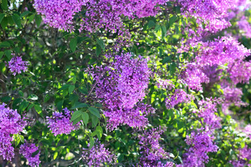 Obraz premium Blossoming lilac on sunny spring day